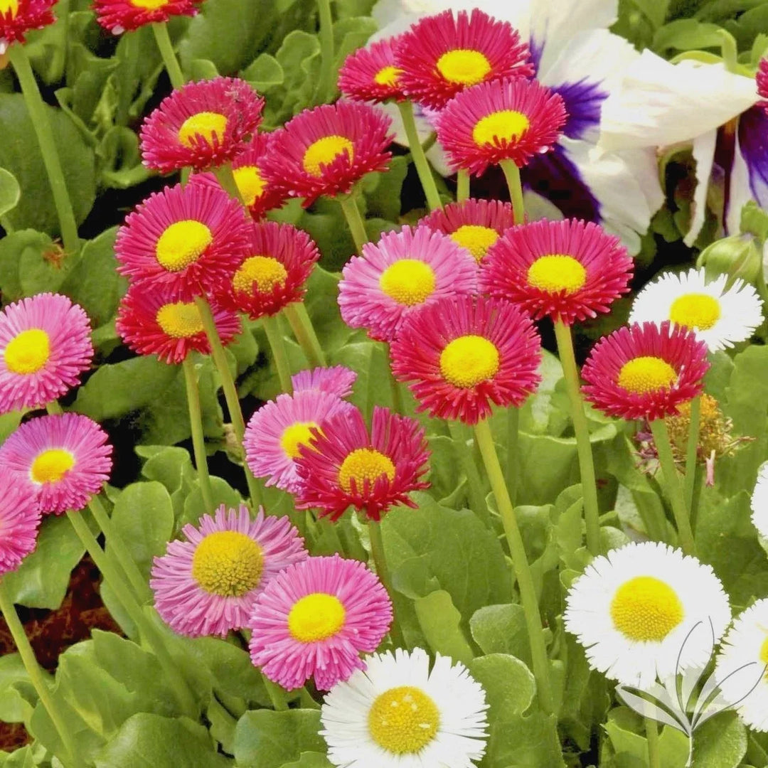 english daisy flower seeds