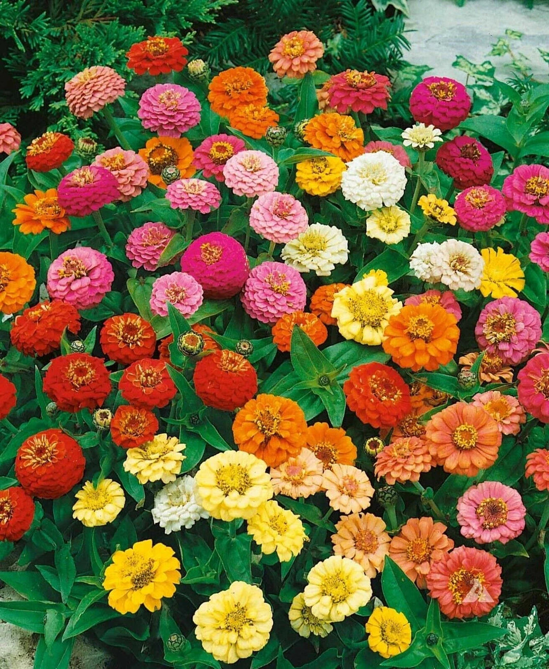 zinnia dwarf flower seeds