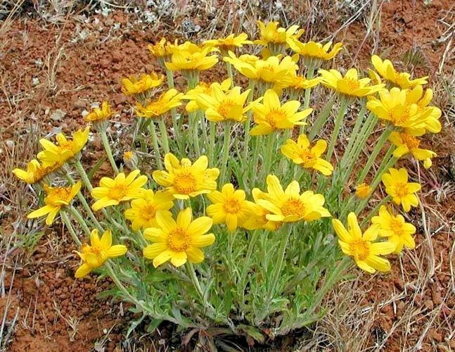 oregon sunshine flower seeds