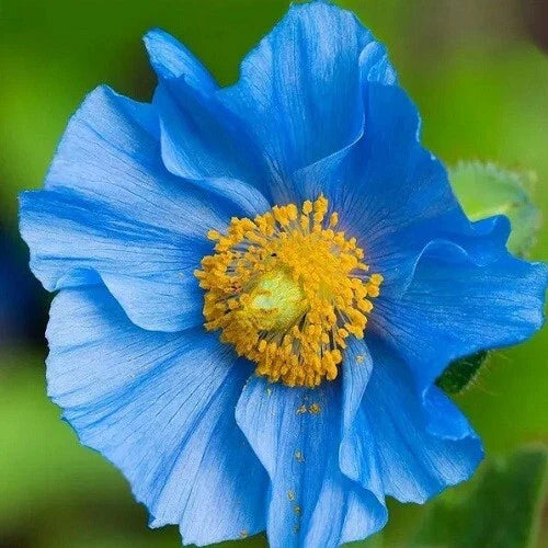 blue himalayan flower seeds