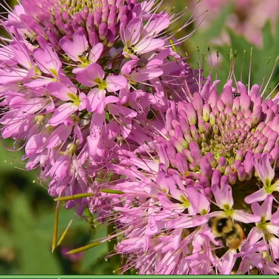 rocky mountain flower seeds