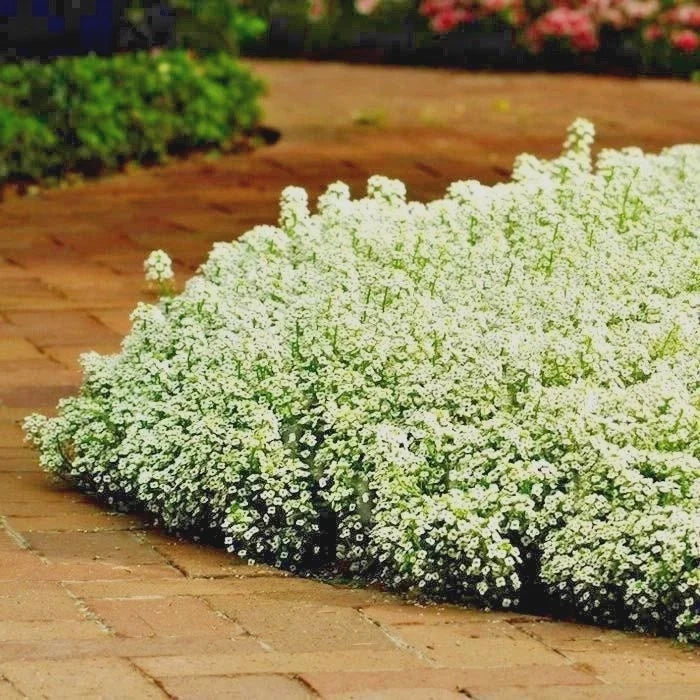 dwarf sweet flower seeds