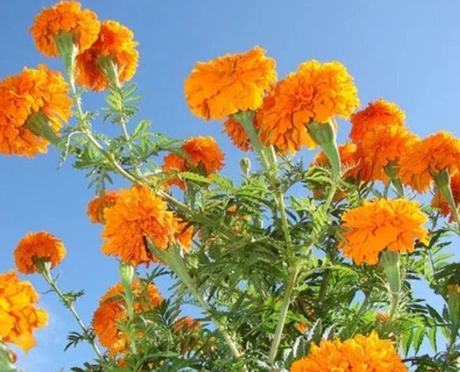 orange orange flower seeds
