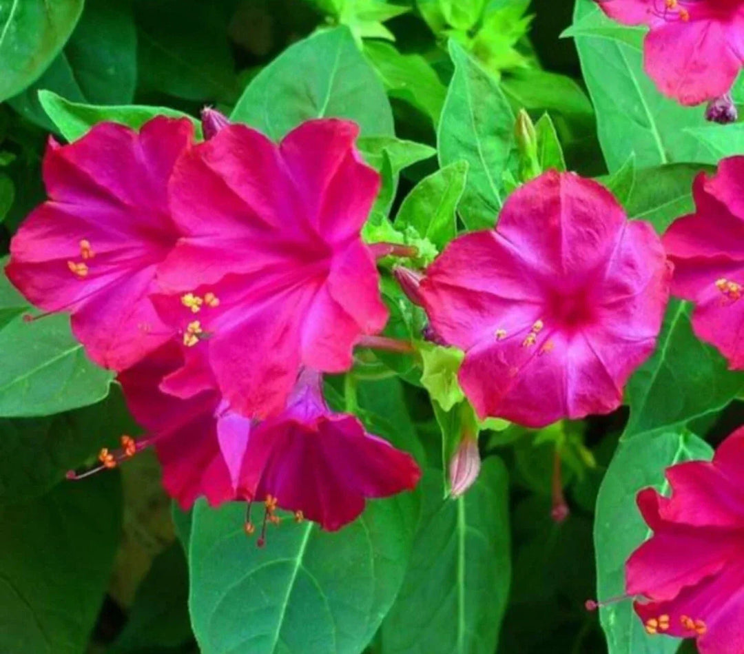pink o flower seeds