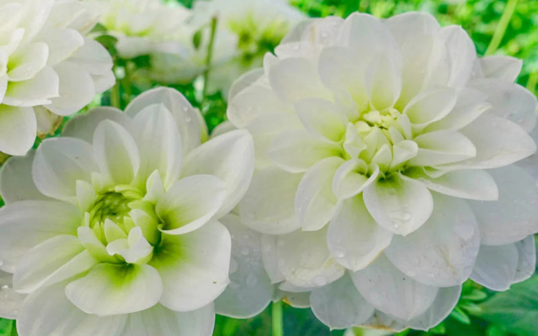 cantarino perennial flower seeds