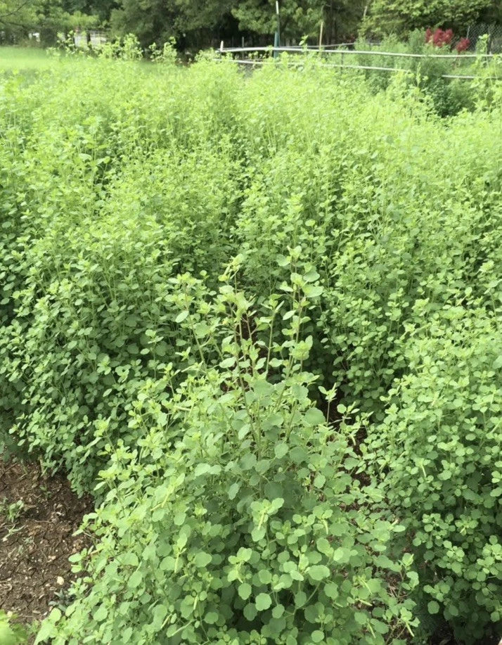 papalo herb flower seeds