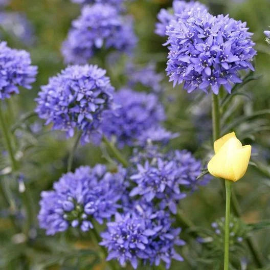blue globe flower seeds