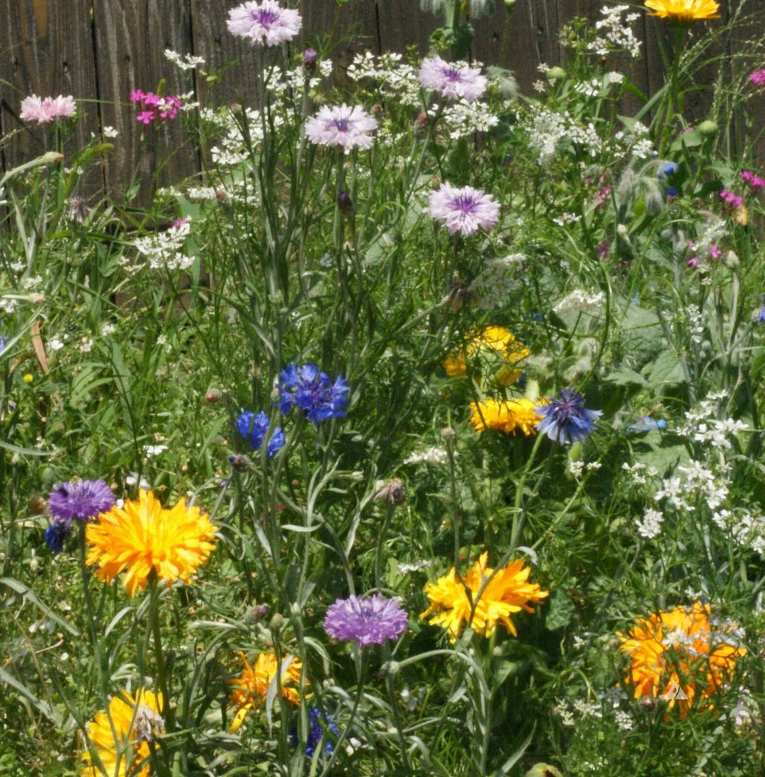 wildflower mix flower seeds