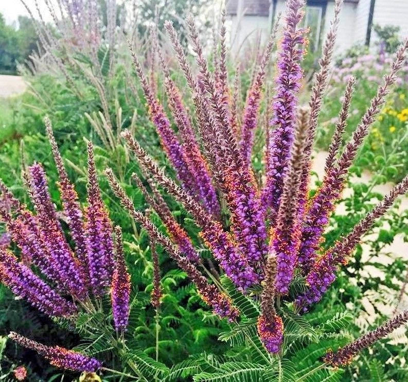 lead plant flower seeds