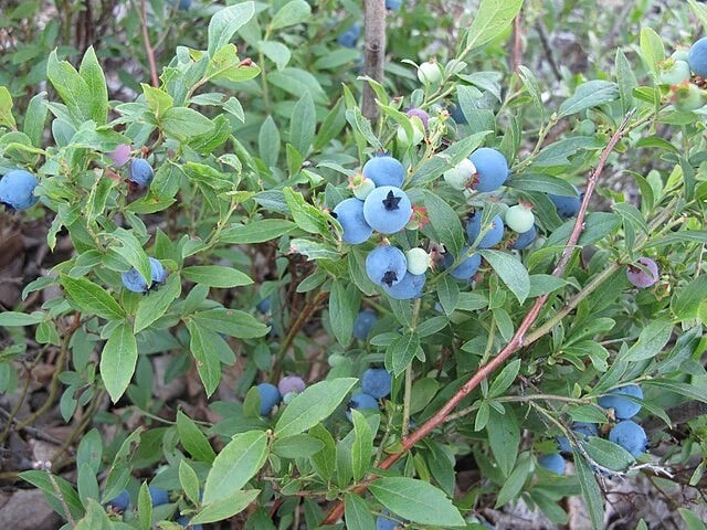vaccinium angustifolium flower seeds