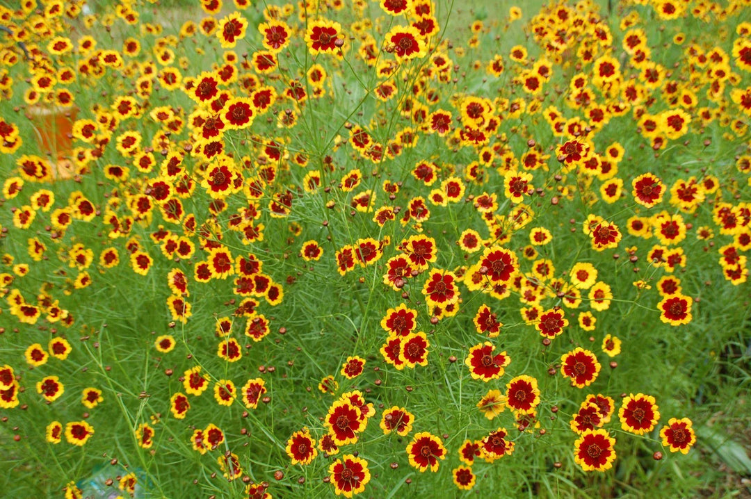 gram coreopsis flower seeds