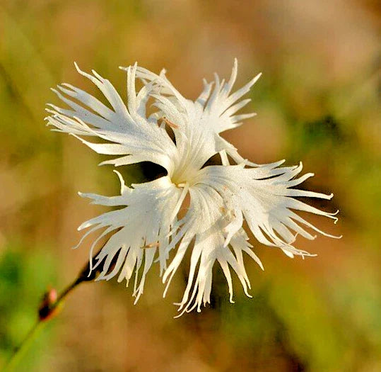 pink sand flower seeds