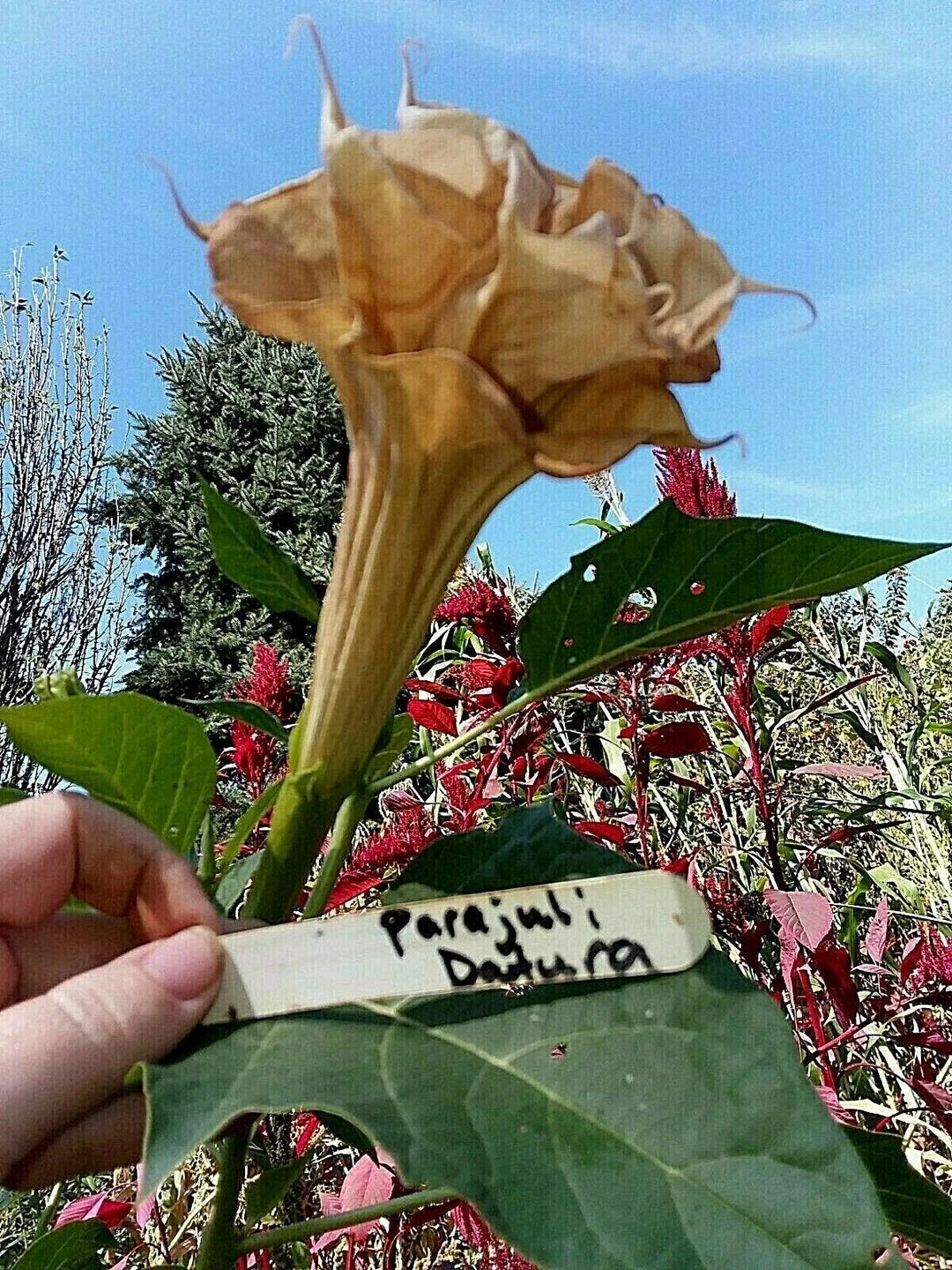 parajuli devil flower seeds