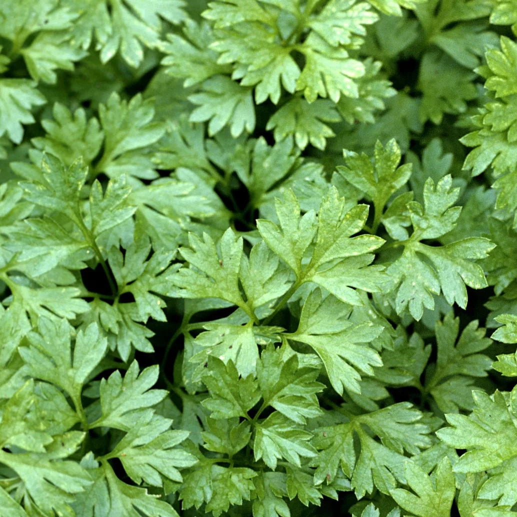 curled chervil flower seeds