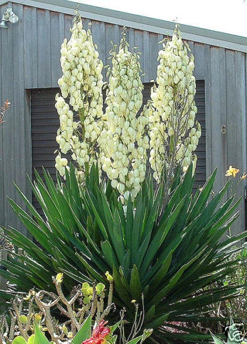 adams needle flower seeds