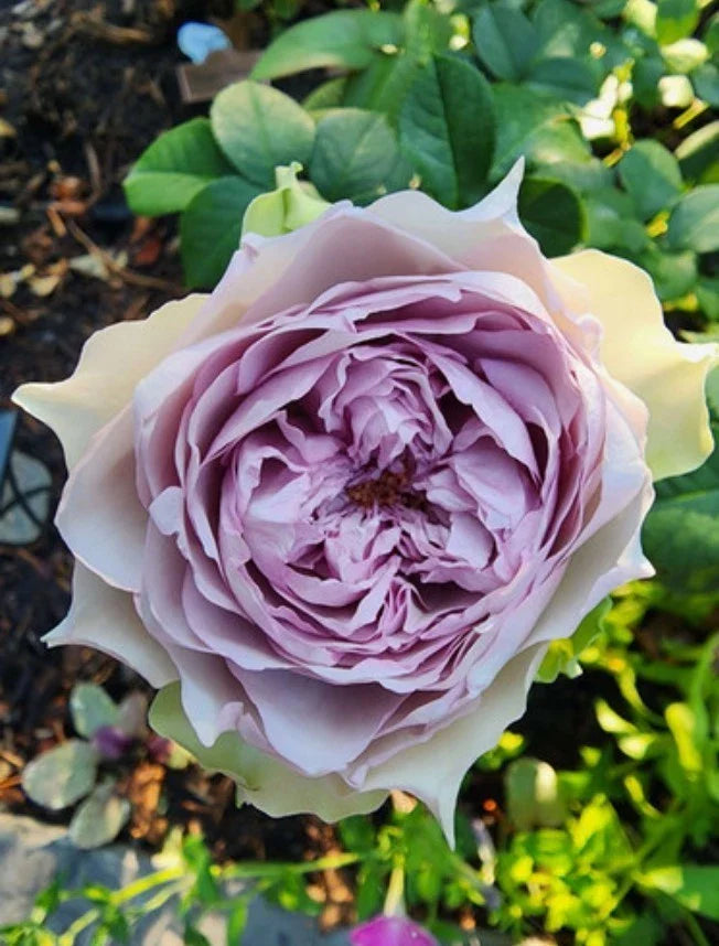 coffret rose flower seeds