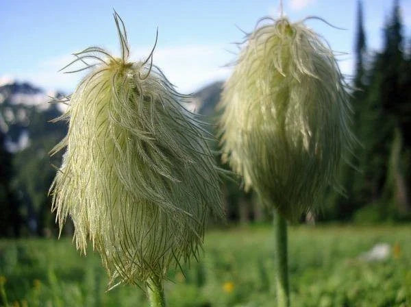 anemone occidentalis flower seeds