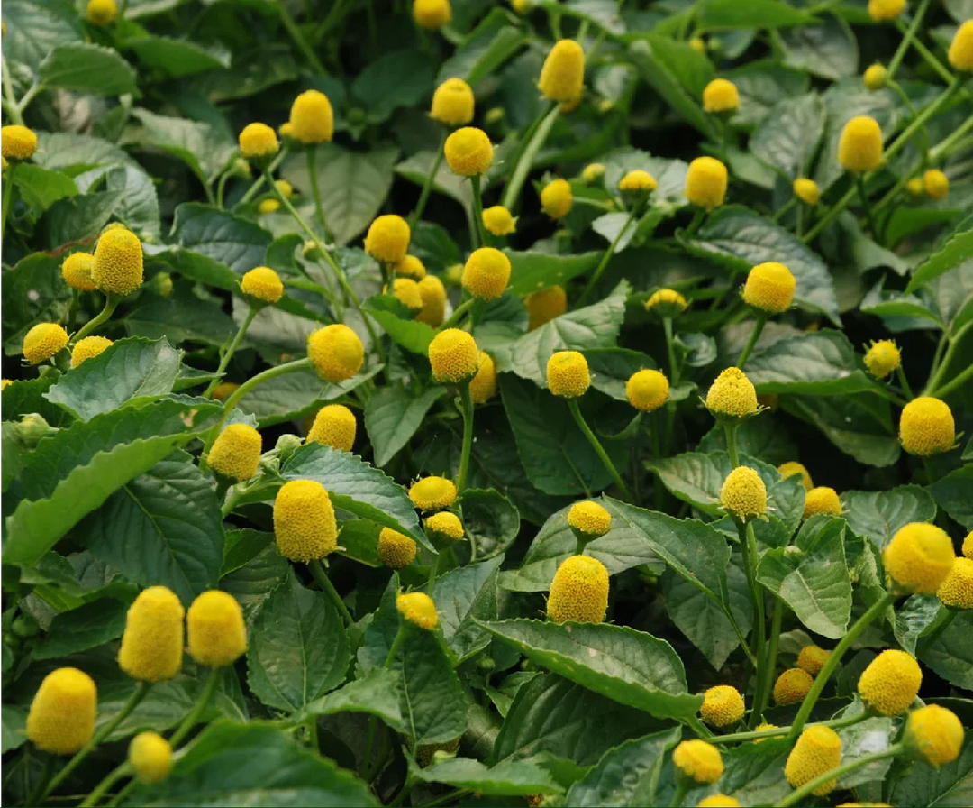 lemon drop flower seeds