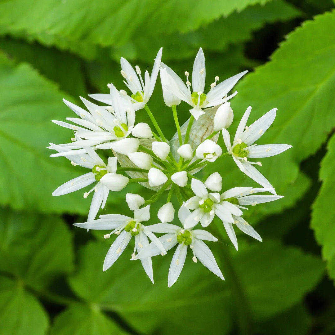 wild garlic flower seeds