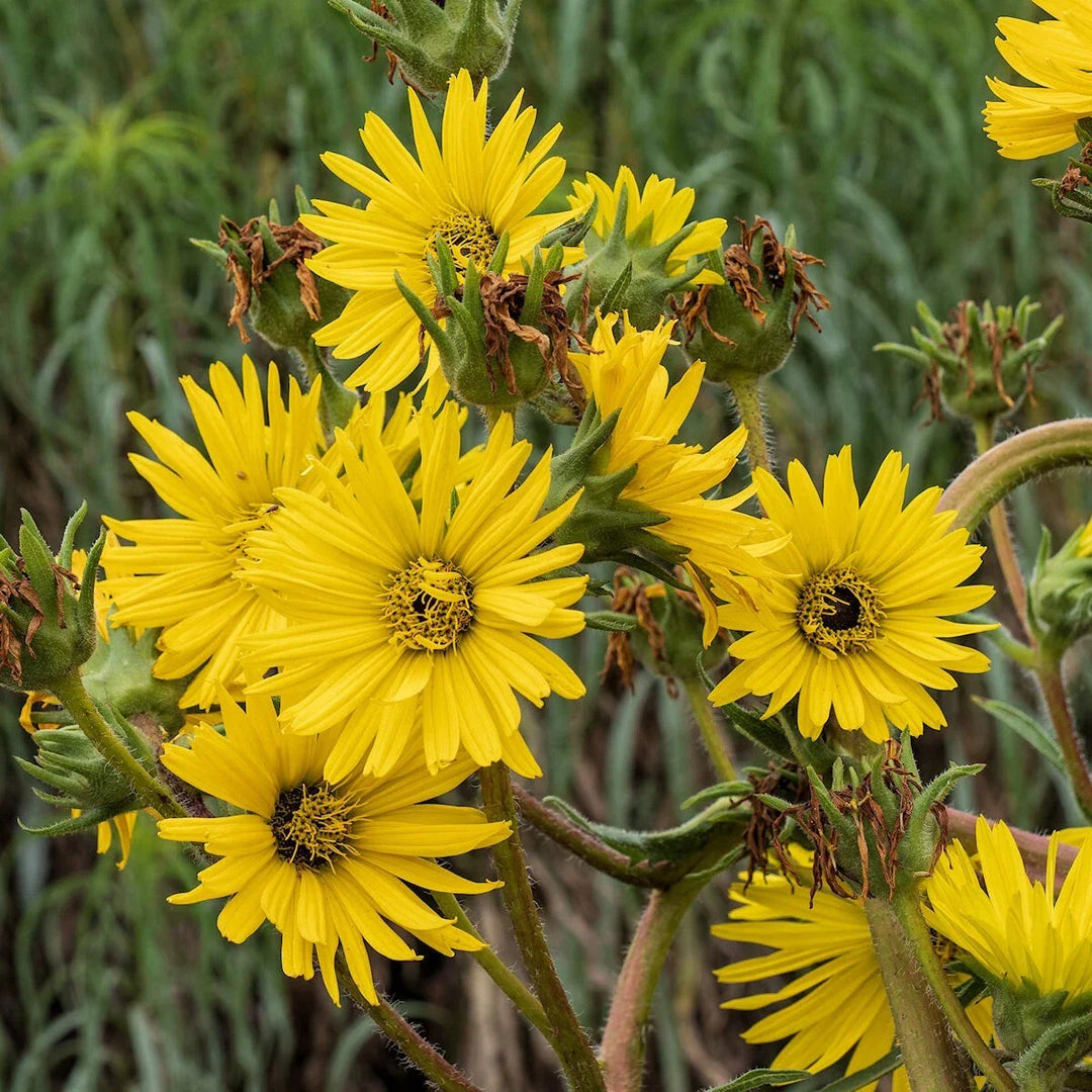 compass plant flower seeds