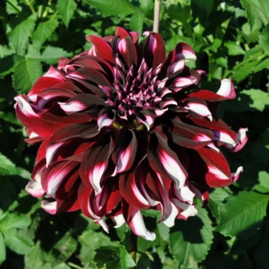 tartan dahlia flower seeds