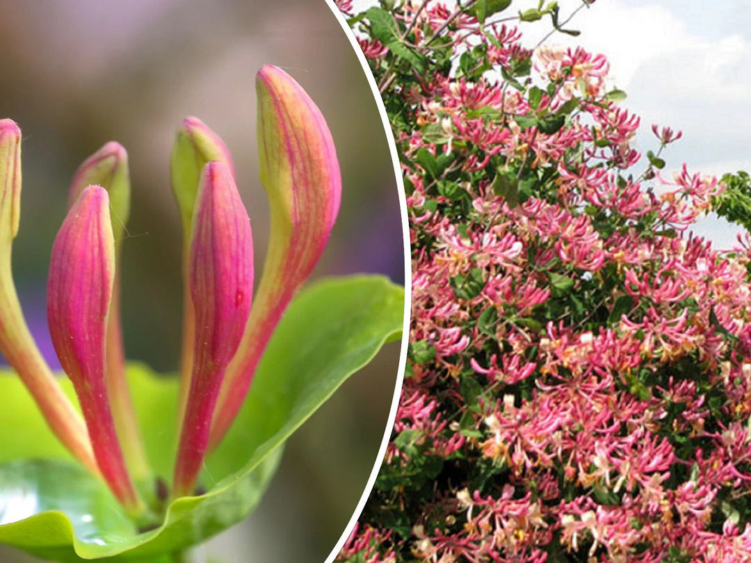 pink honeysuckle flower seeds