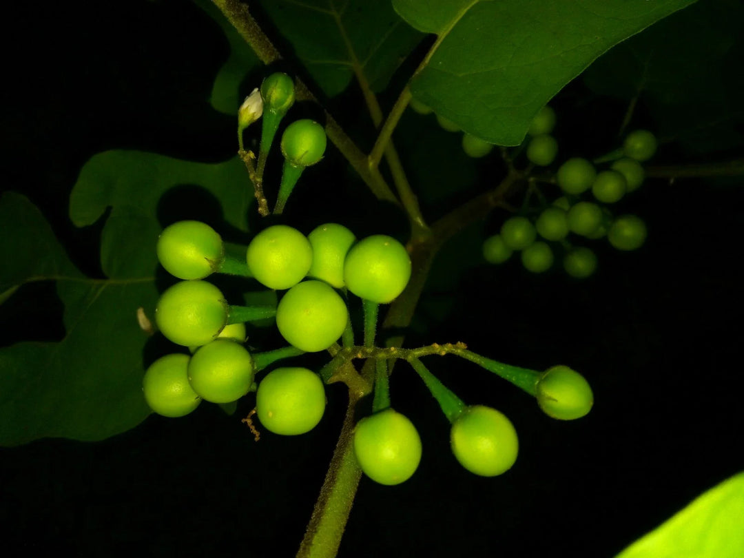 rare turkey flower seeds