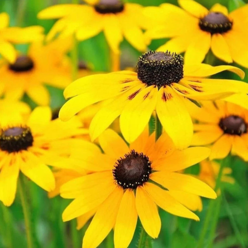 black bulk flower seeds