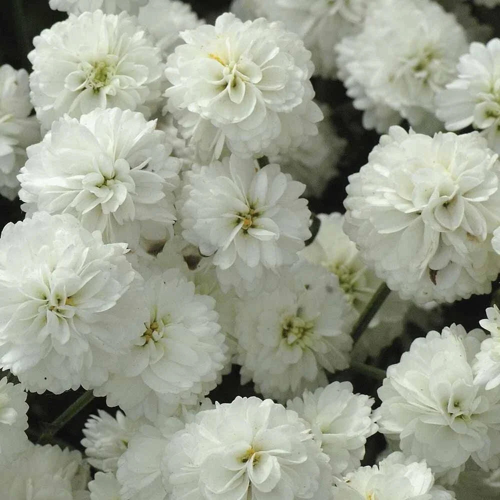 yarrow the flower seeds