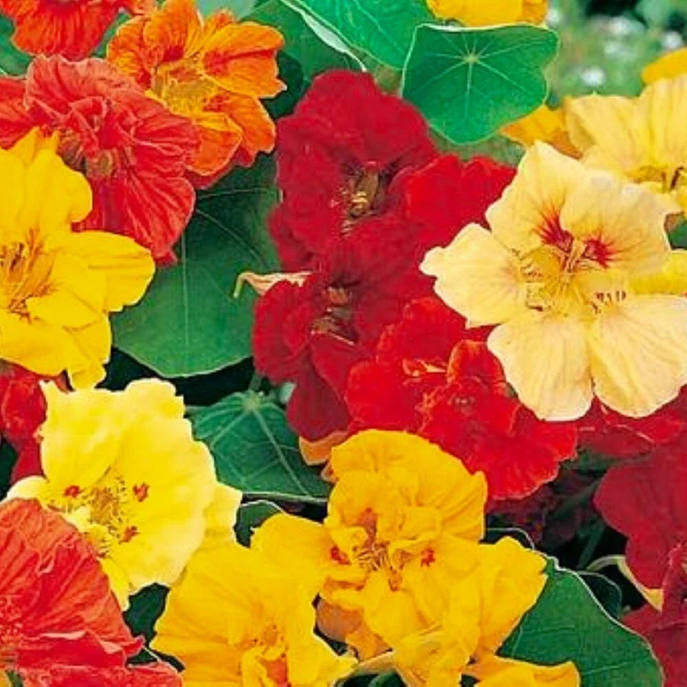 jewel mix flower seeds