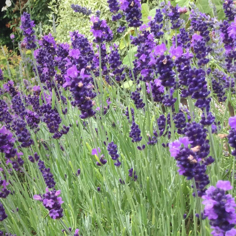 lavender blue flower seeds