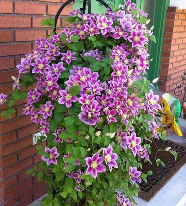 clematis garden flower seeds