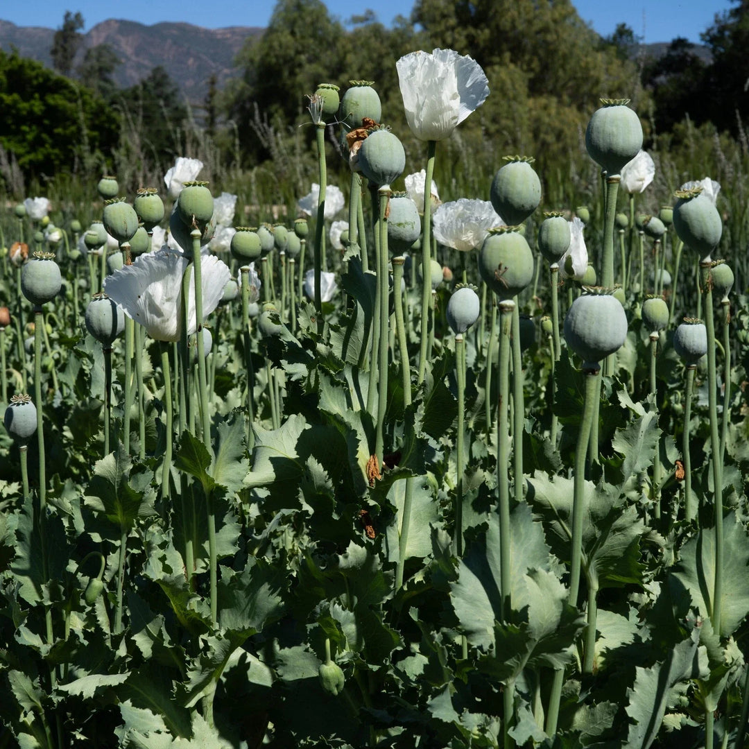 white peshawar flower seeds