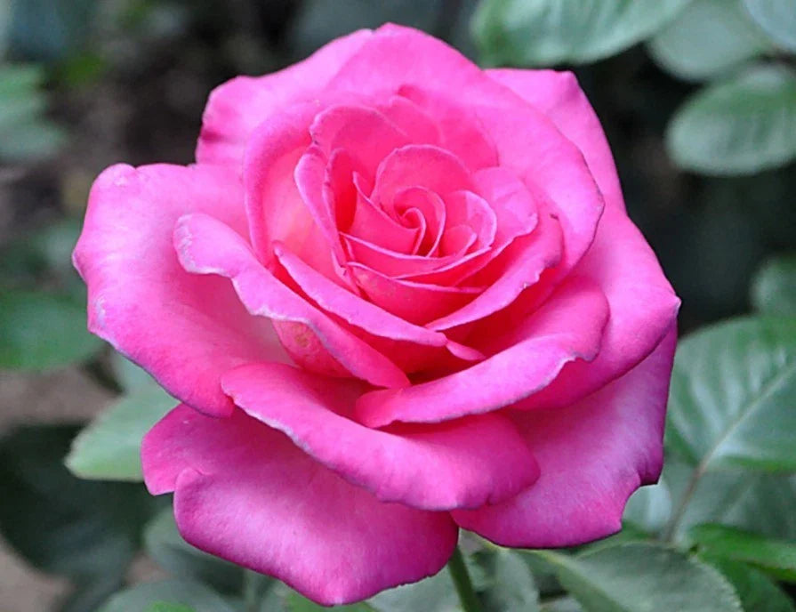 pink hybrid flower seeds