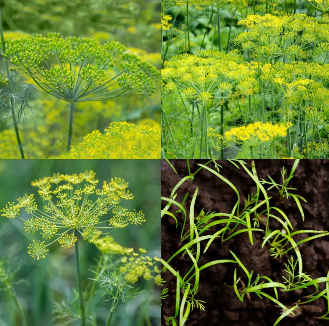 dill lovers flower seeds