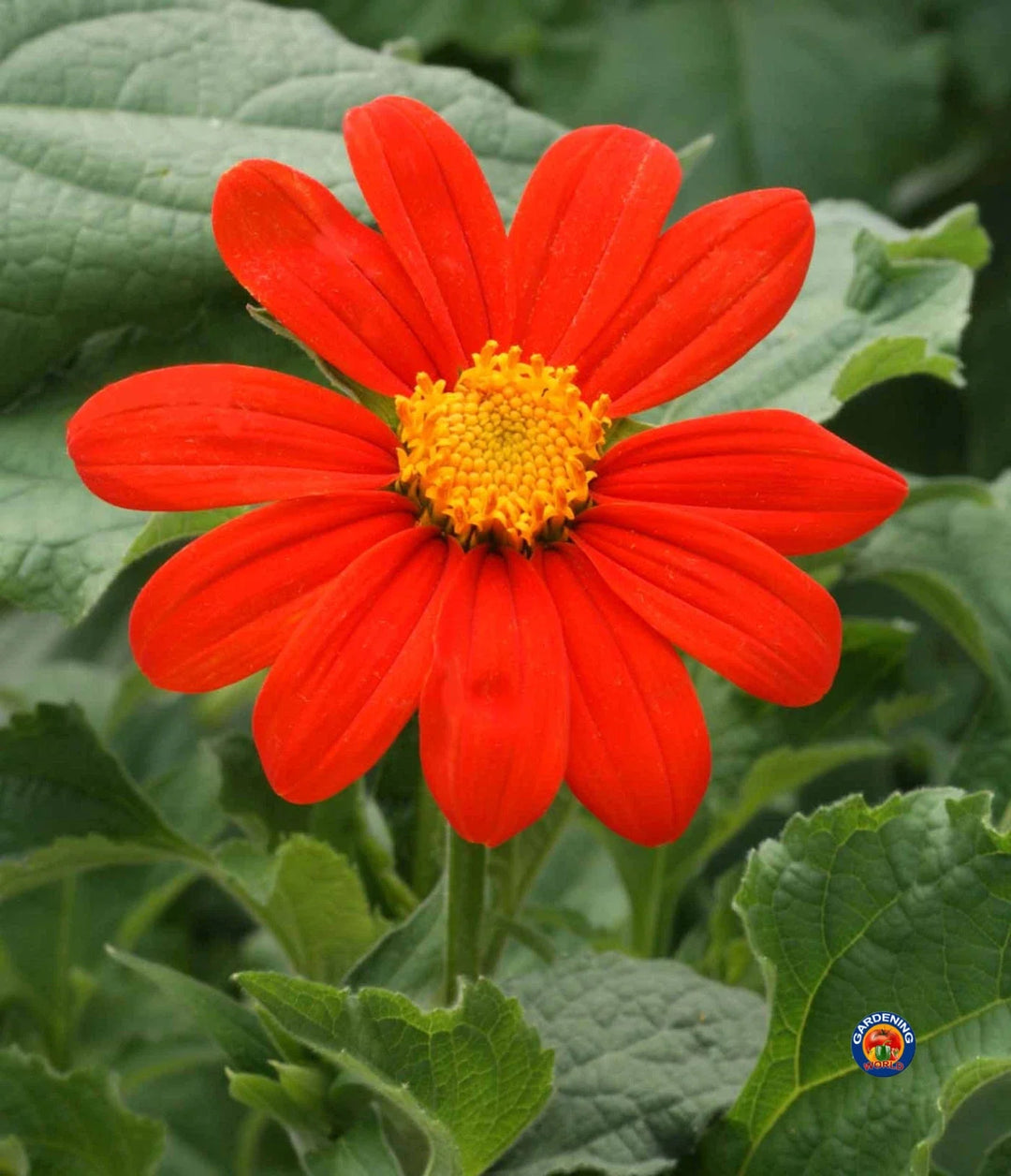 mexican sunflower flower seeds