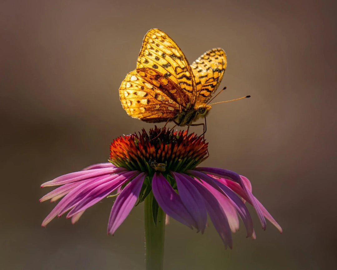 purple coneflower flower seeds