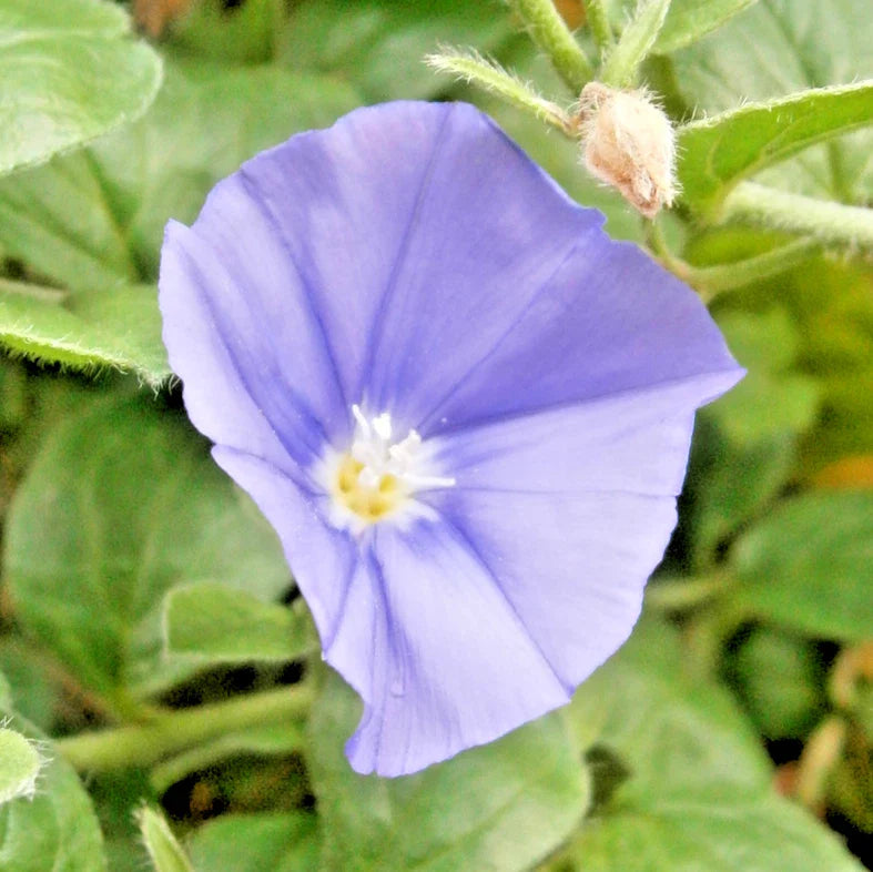 purple dwarf flower seeds