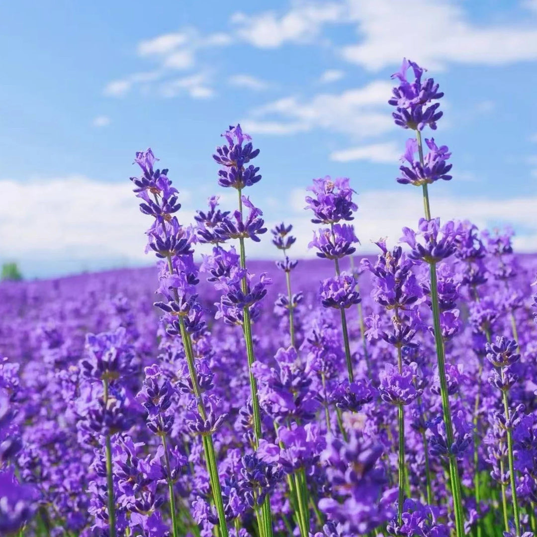 lavender fragrant flower seeds