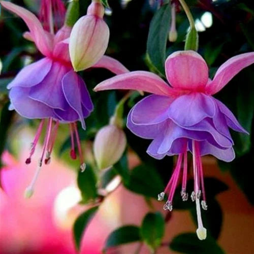 bag fuchsia flower seeds