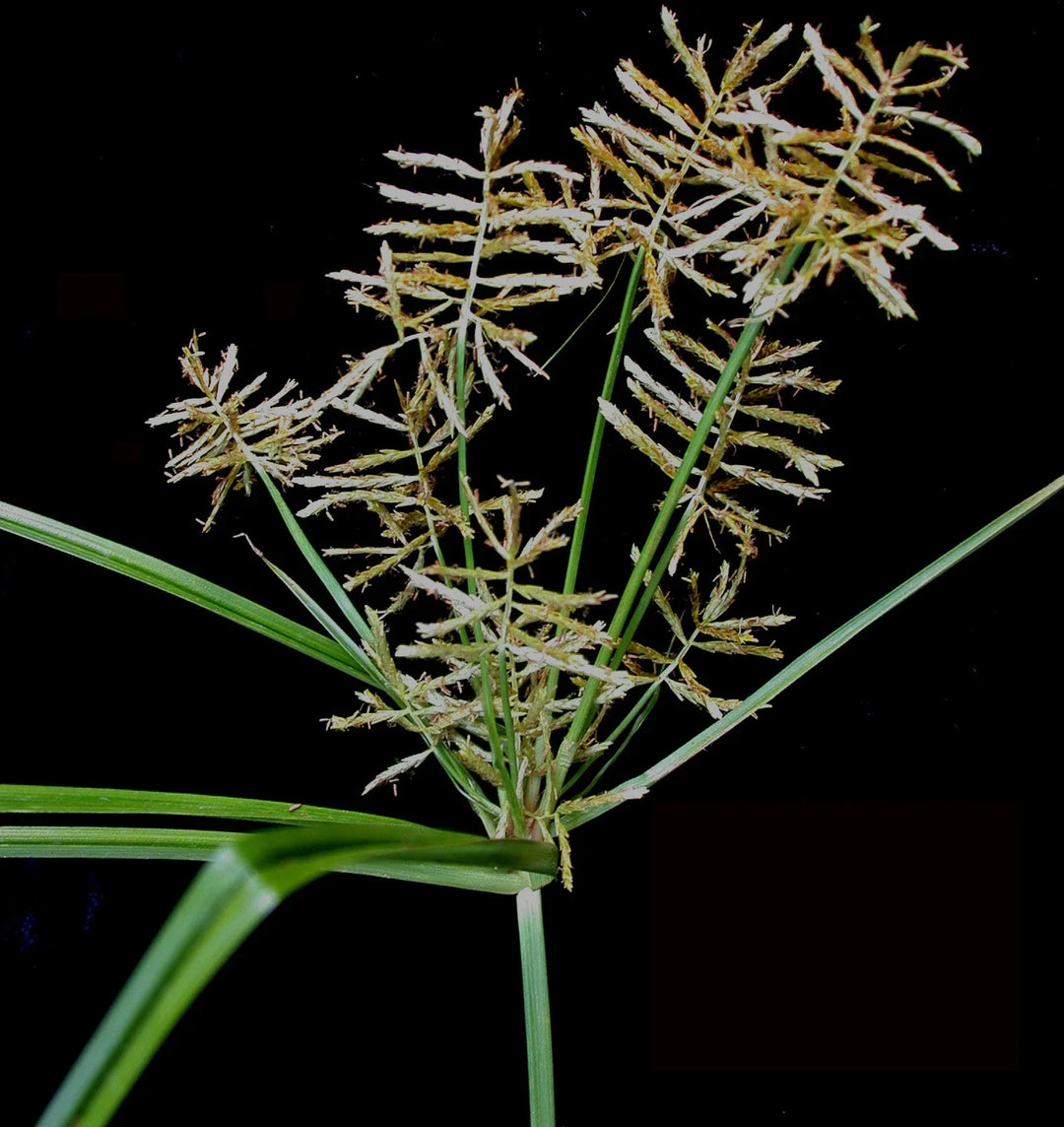 tiger nut flower seeds