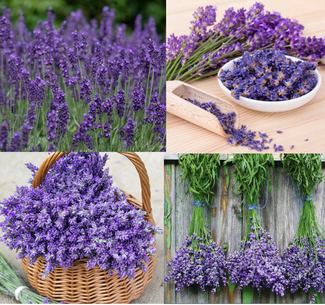 lavender mix flower seeds
