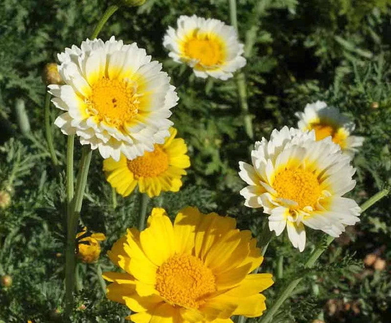 garland crown flower seeds