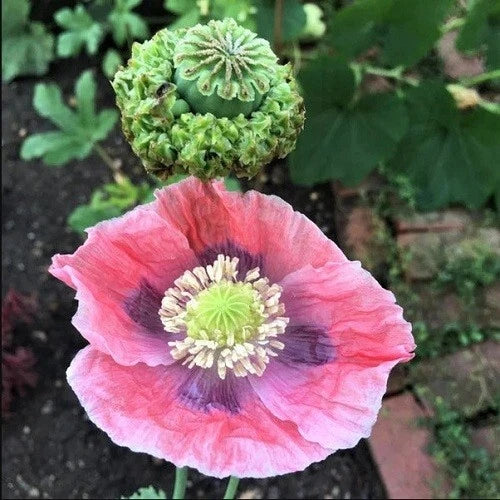 hens and flower seeds