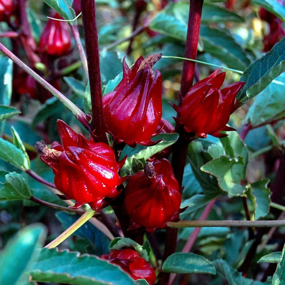 roselle hibiscus flower seeds