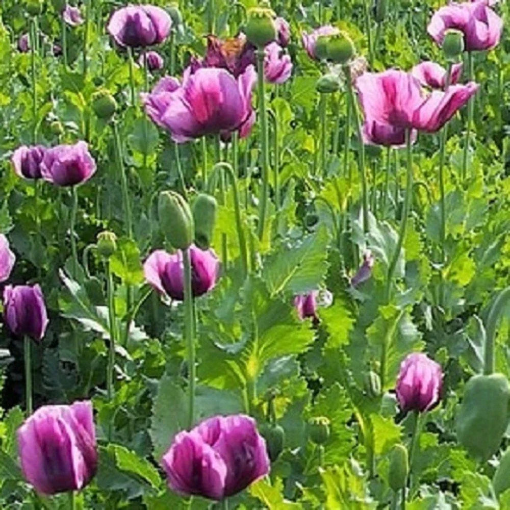 stratified hungarian flower seeds