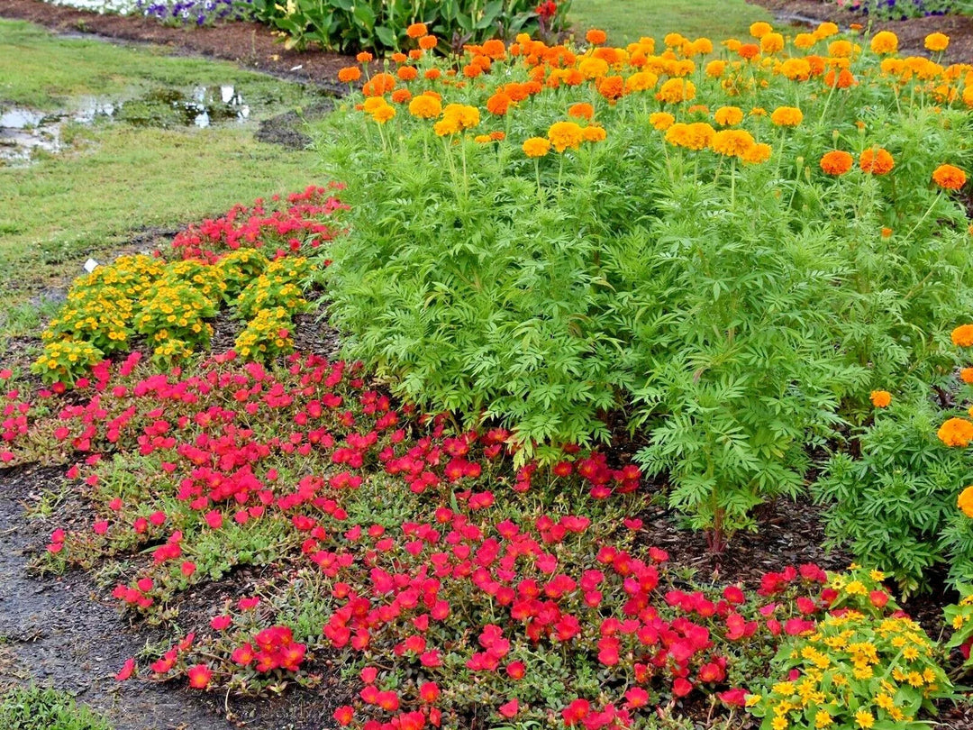 african marigold flower seeds