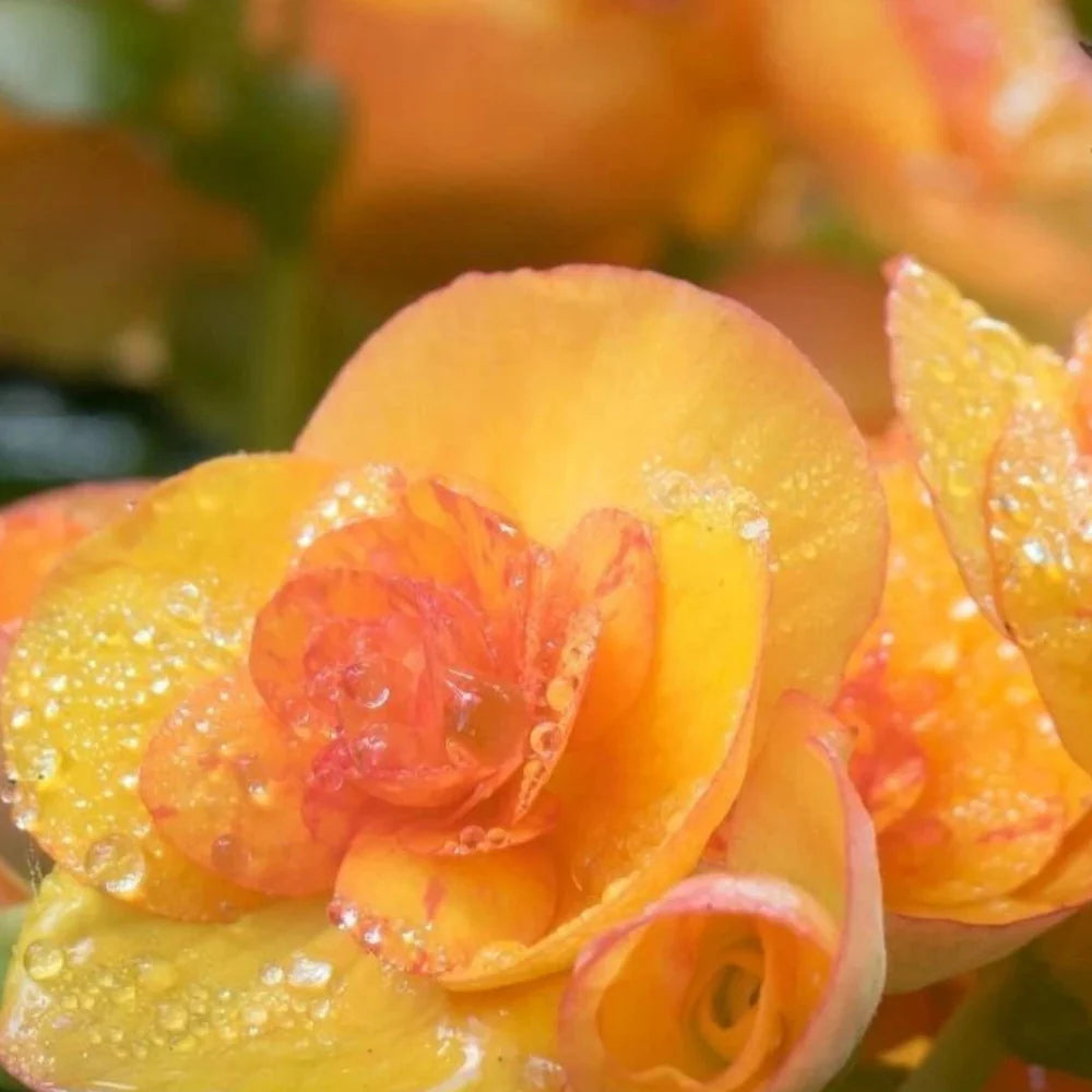 tangy twist flower seeds