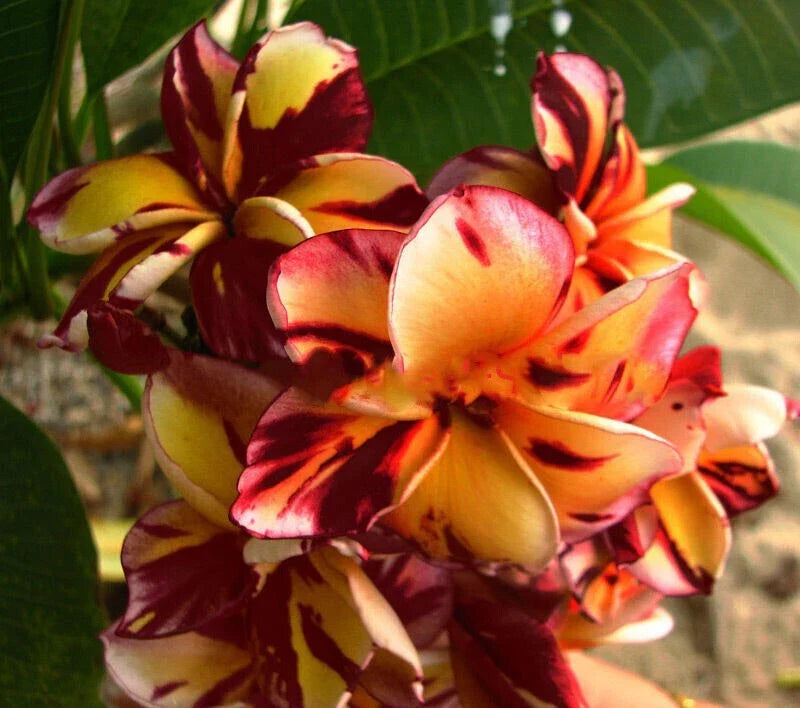 red orange flower seeds