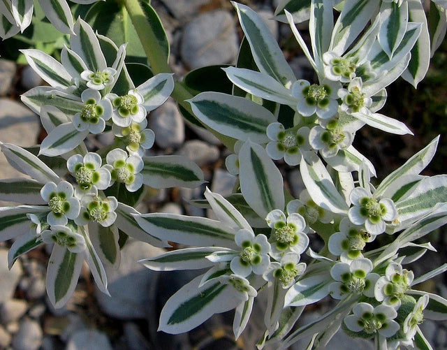 snow on flower seeds